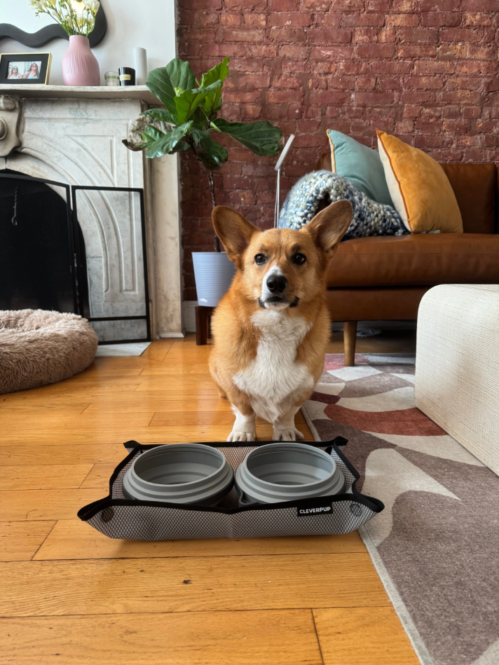 Breed Spotlight: Corgi!