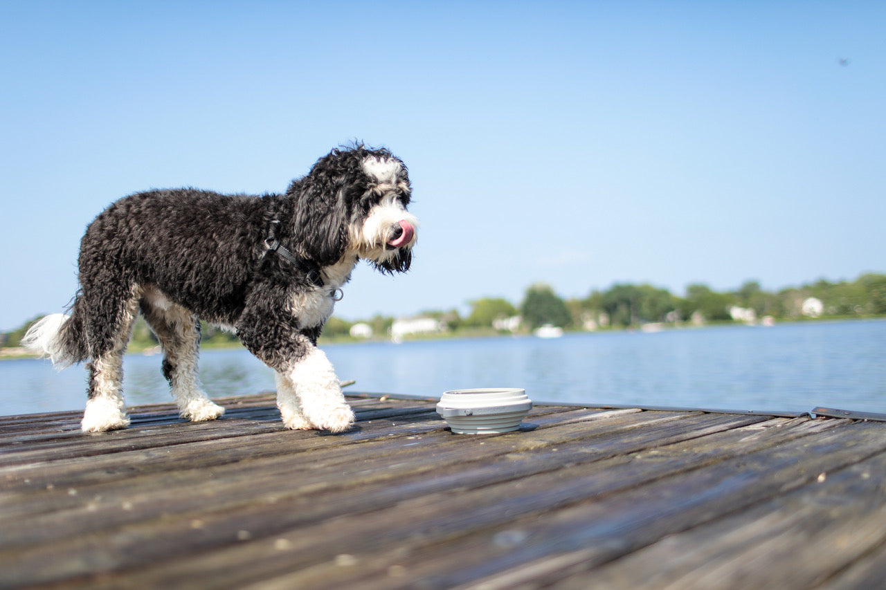 Summer Safety Tips for Dog Owners – Cleverpup