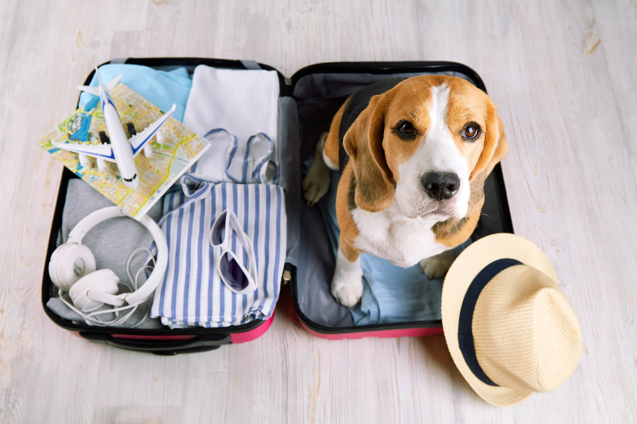 Traveling with Your Dog: Airplane Edition - Takeoff Without Turbulence