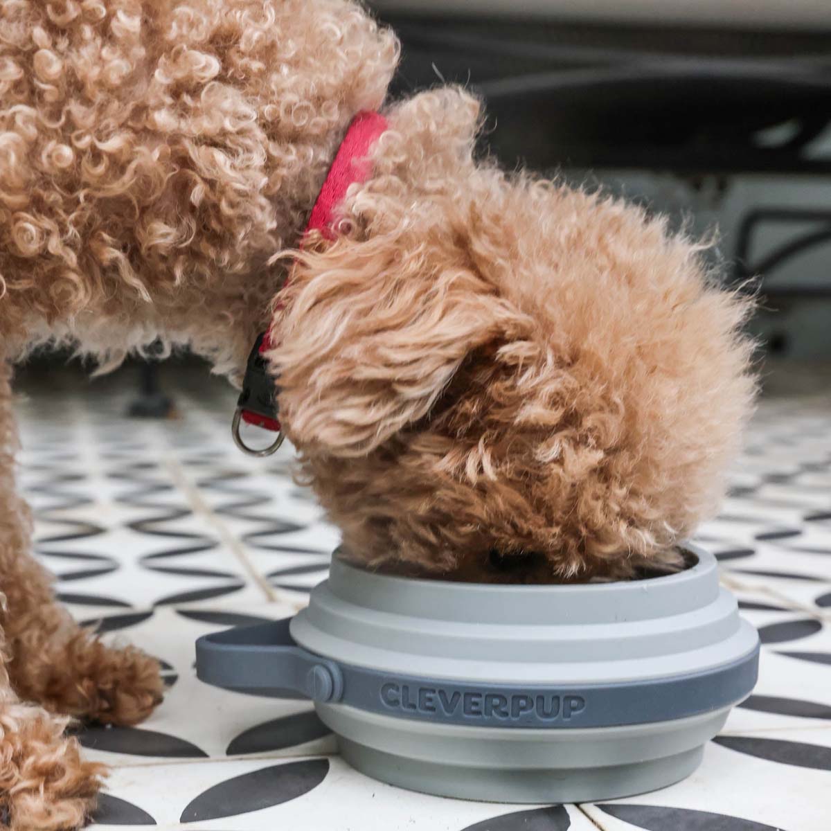Nomad Collapsible Dog Bowl – Cleverpup