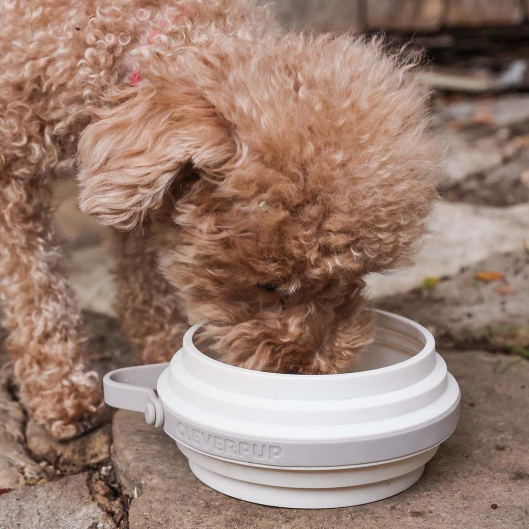 #color_leopard-small