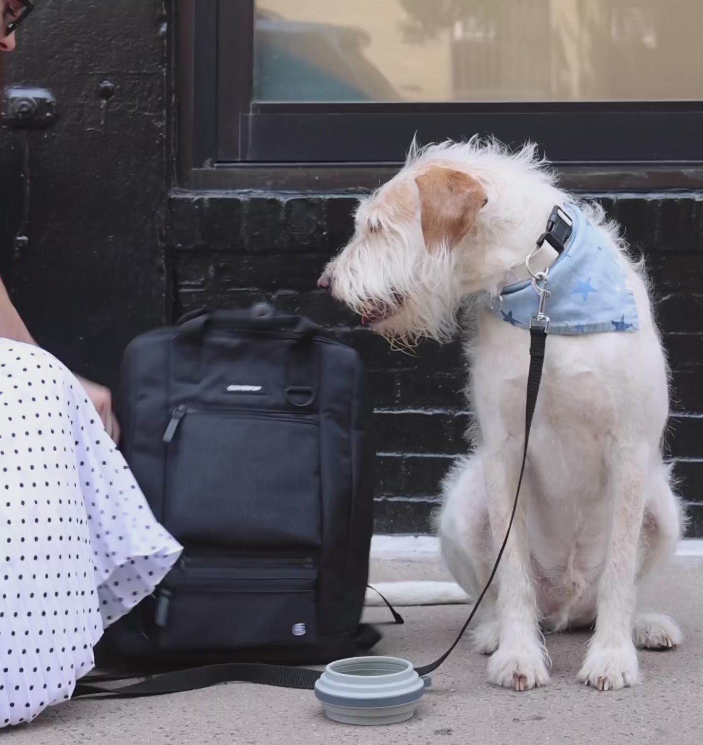 Porter Dog Gear Backpack – Cleverpup